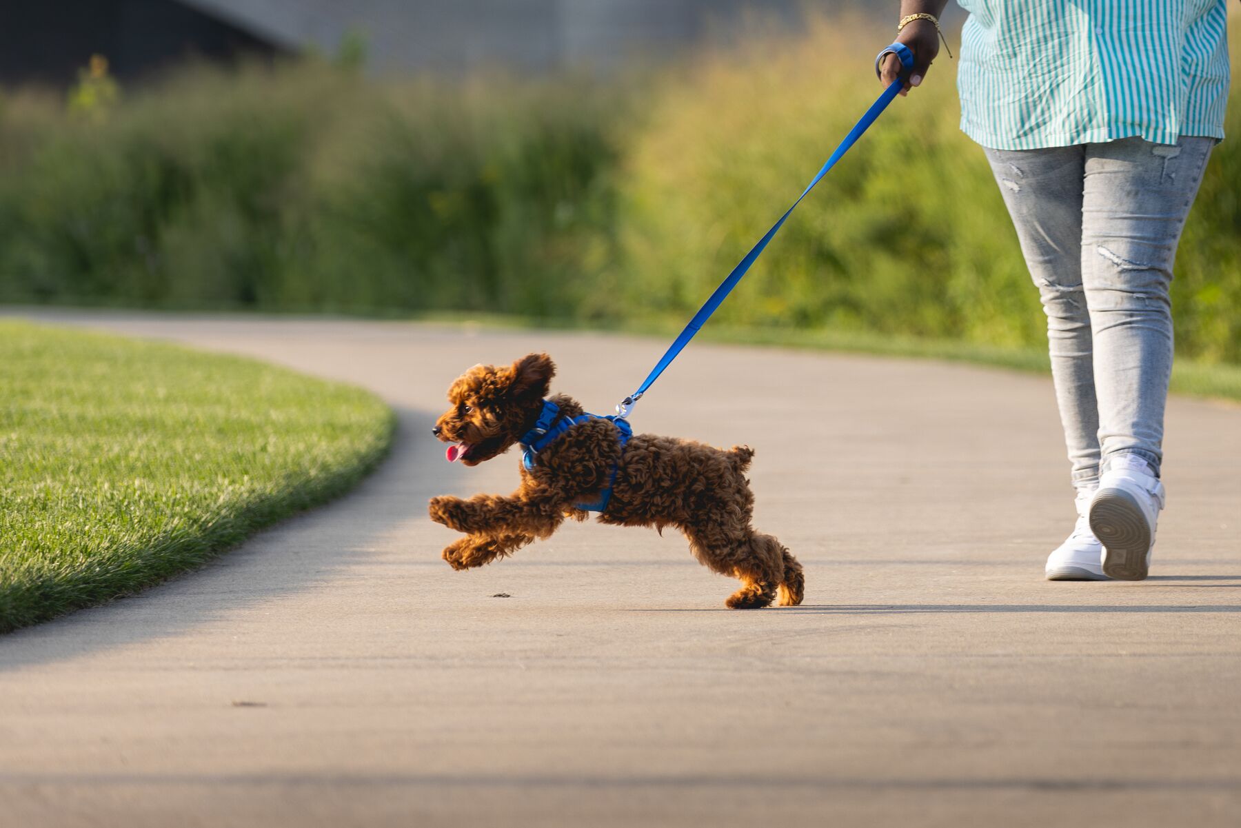 Ruffwear Front Range™ Leash - Coastal Fade 