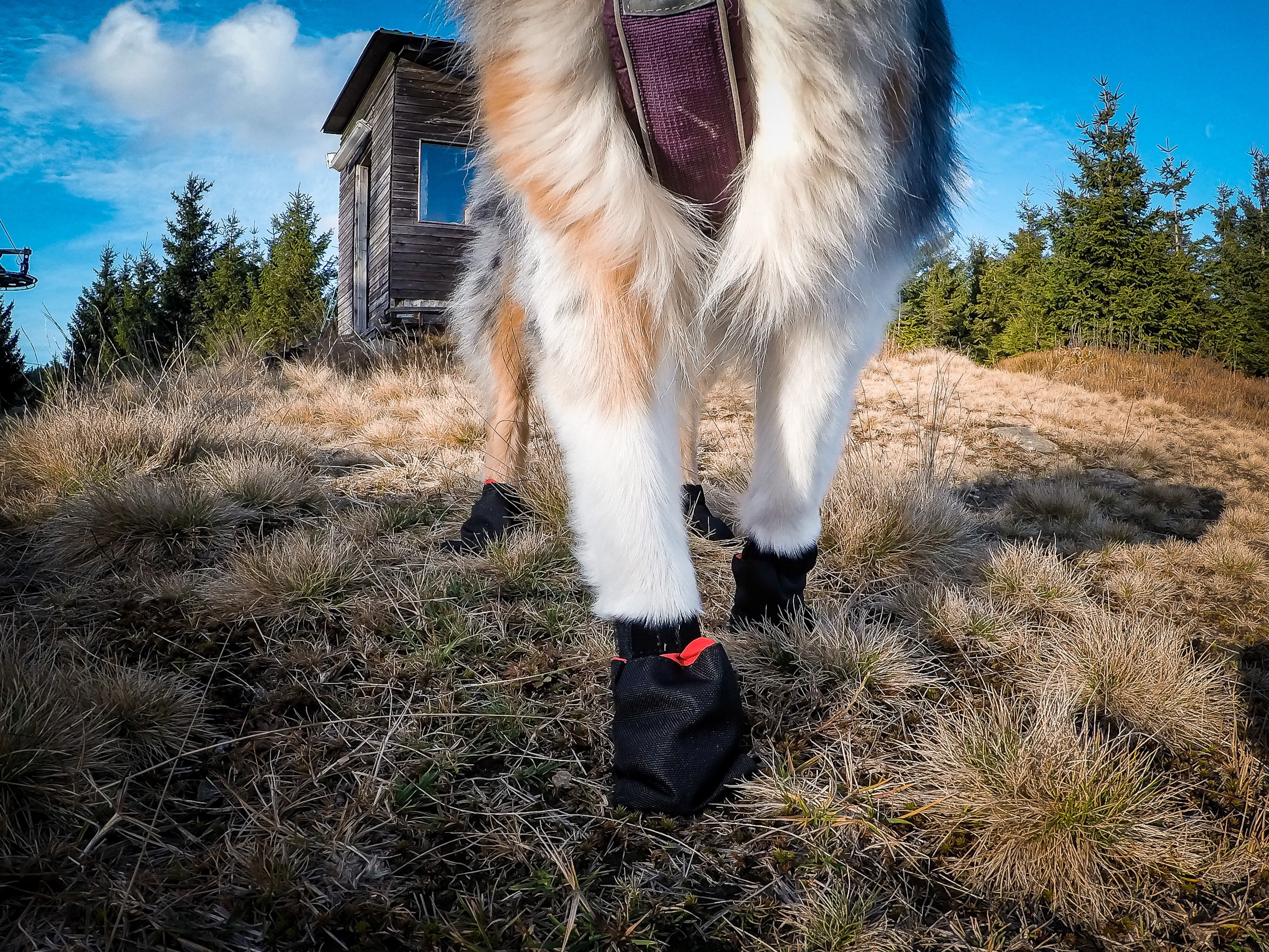 Non-Stop Dogwear Solid Socks - Black 
