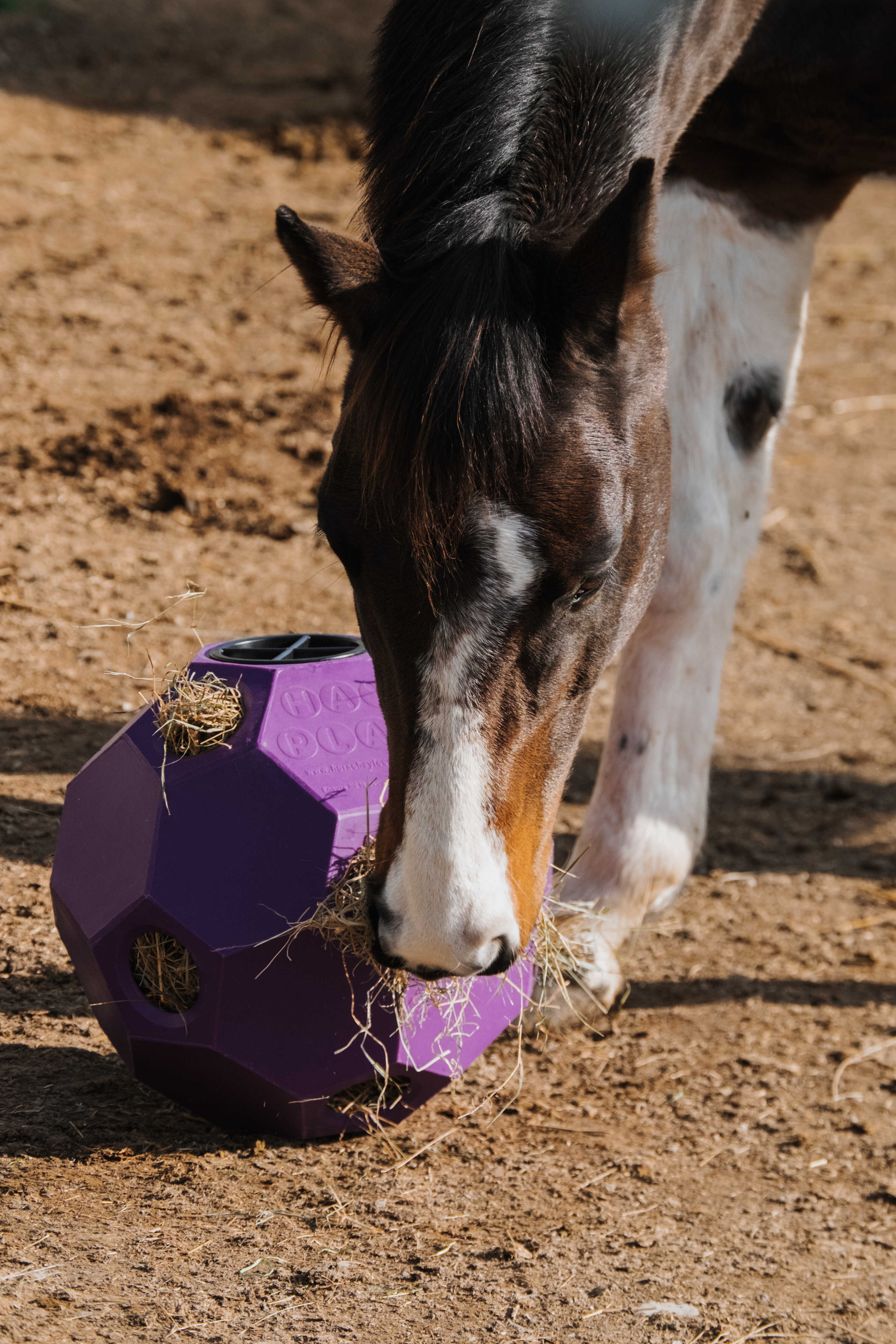 Hippotonic Hay Activity Ball Purple - 2