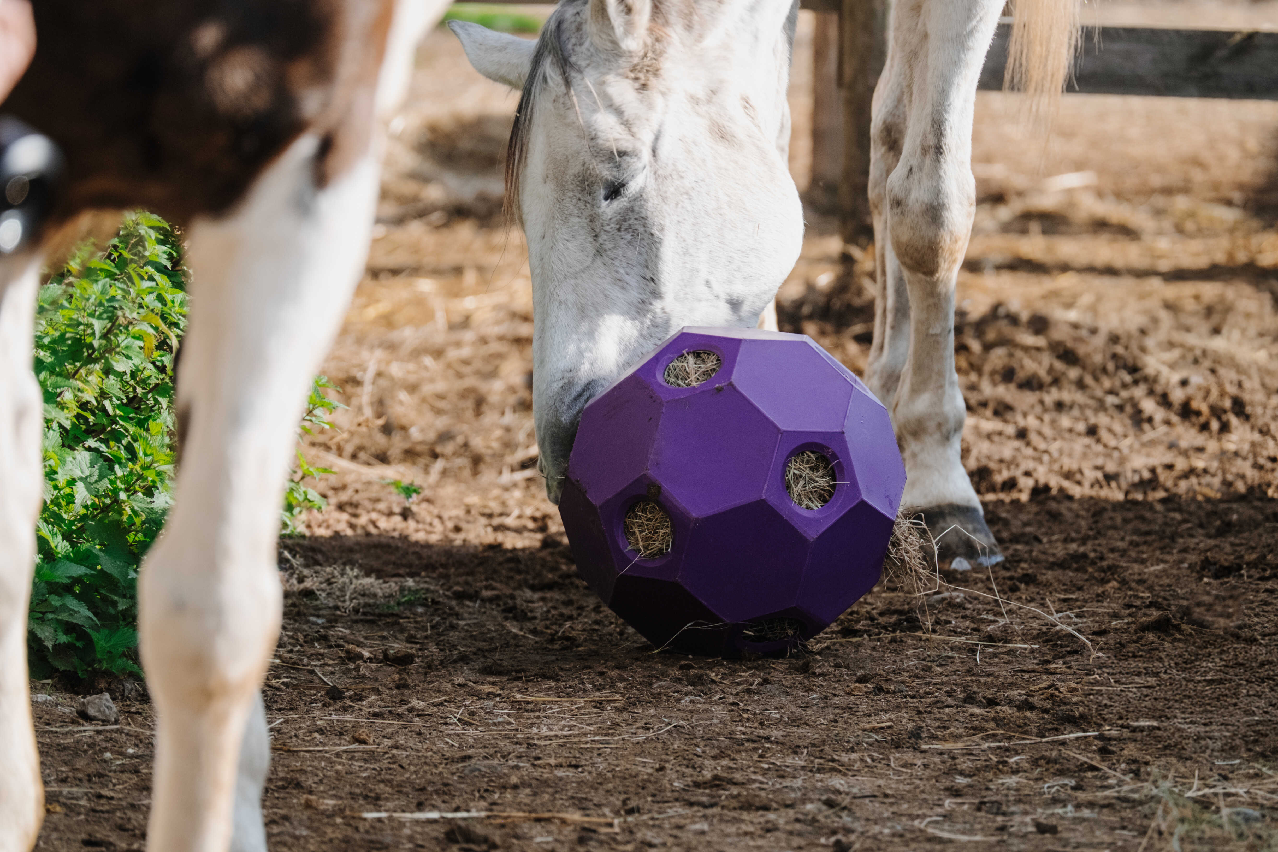 Hippotonic Hay Activity Ball Purple - 4