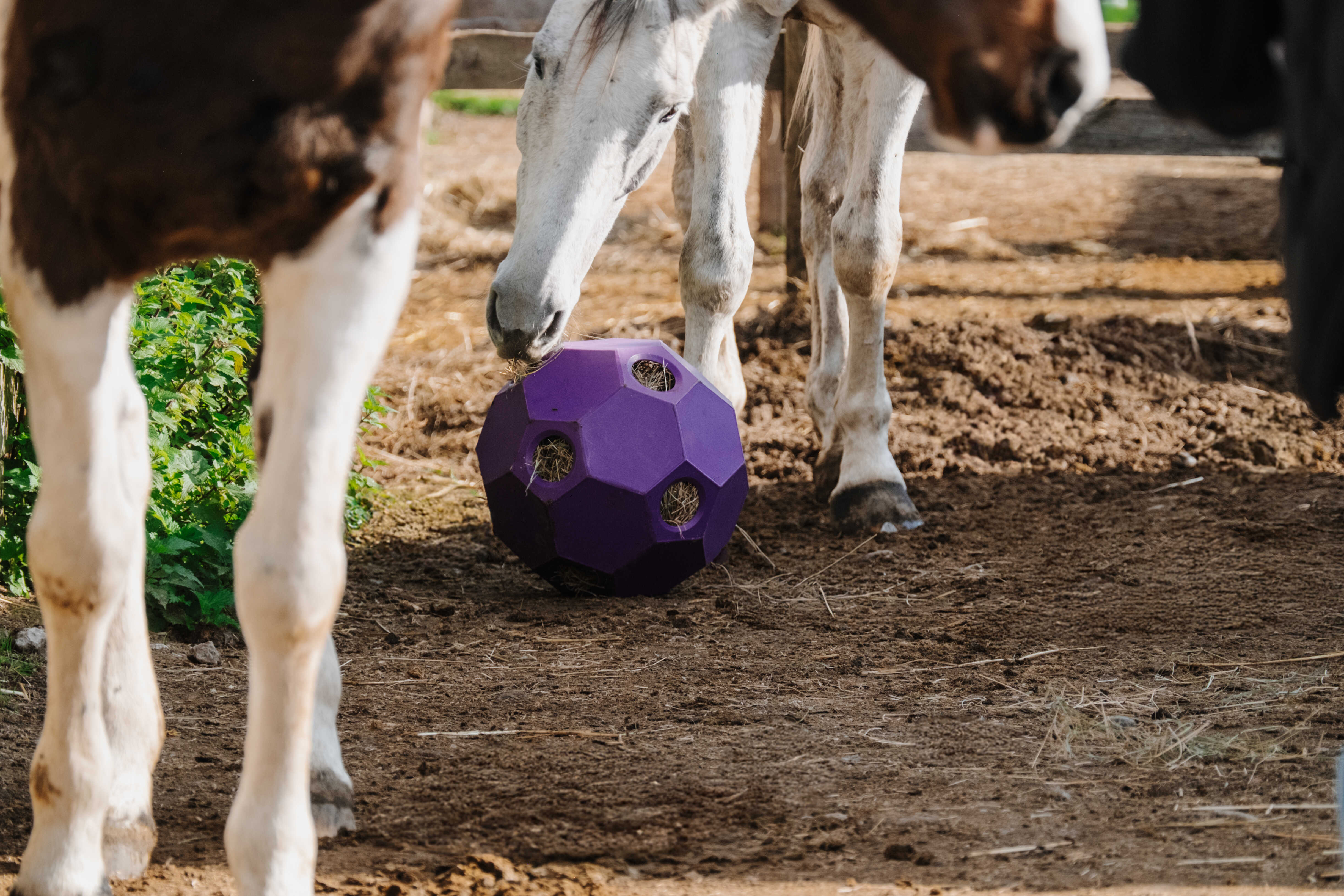 Hippotonic Hay Activity Ball Purple - 5