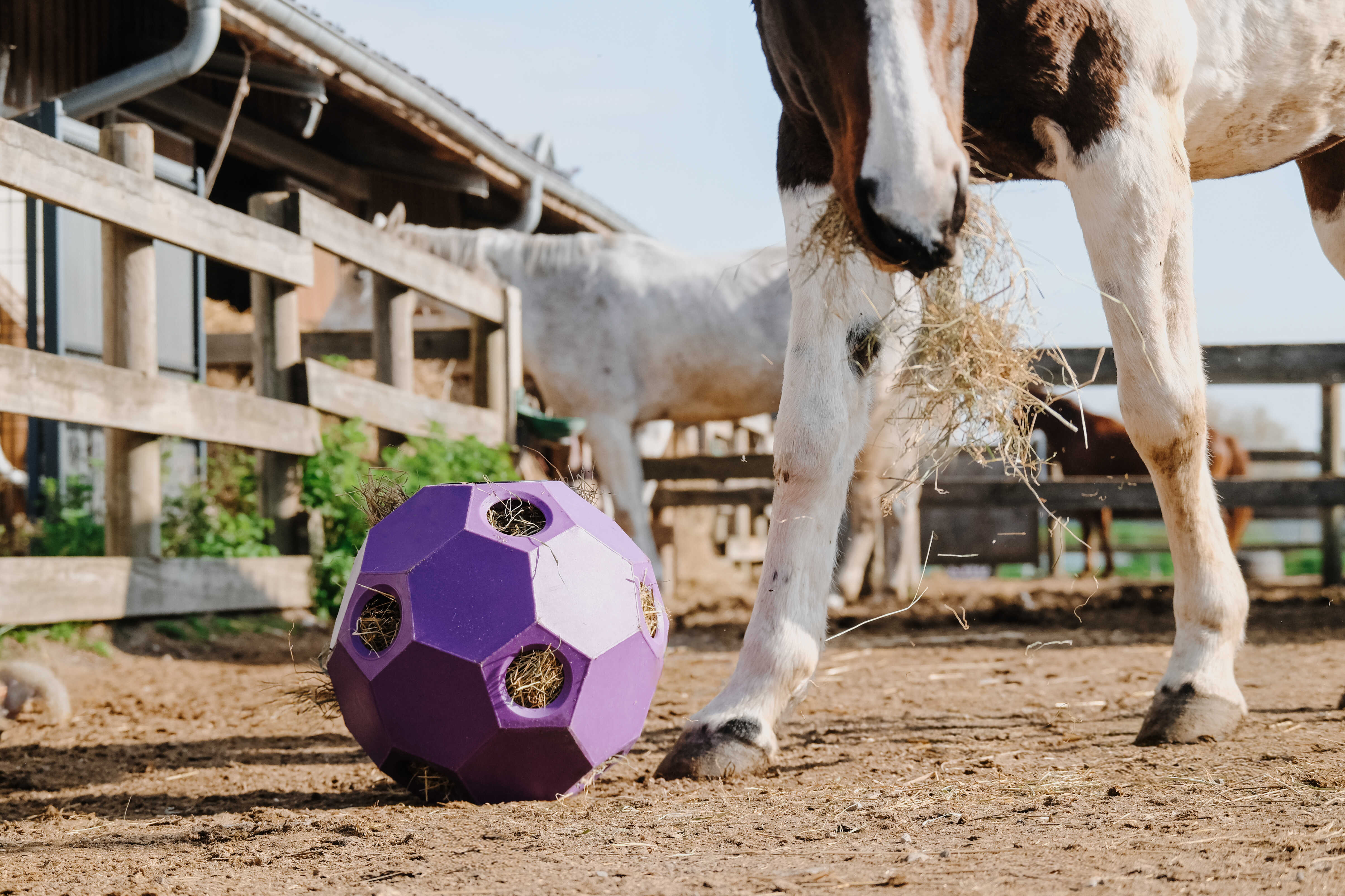 Hippotonic Hay Activity Ball Purple - 3