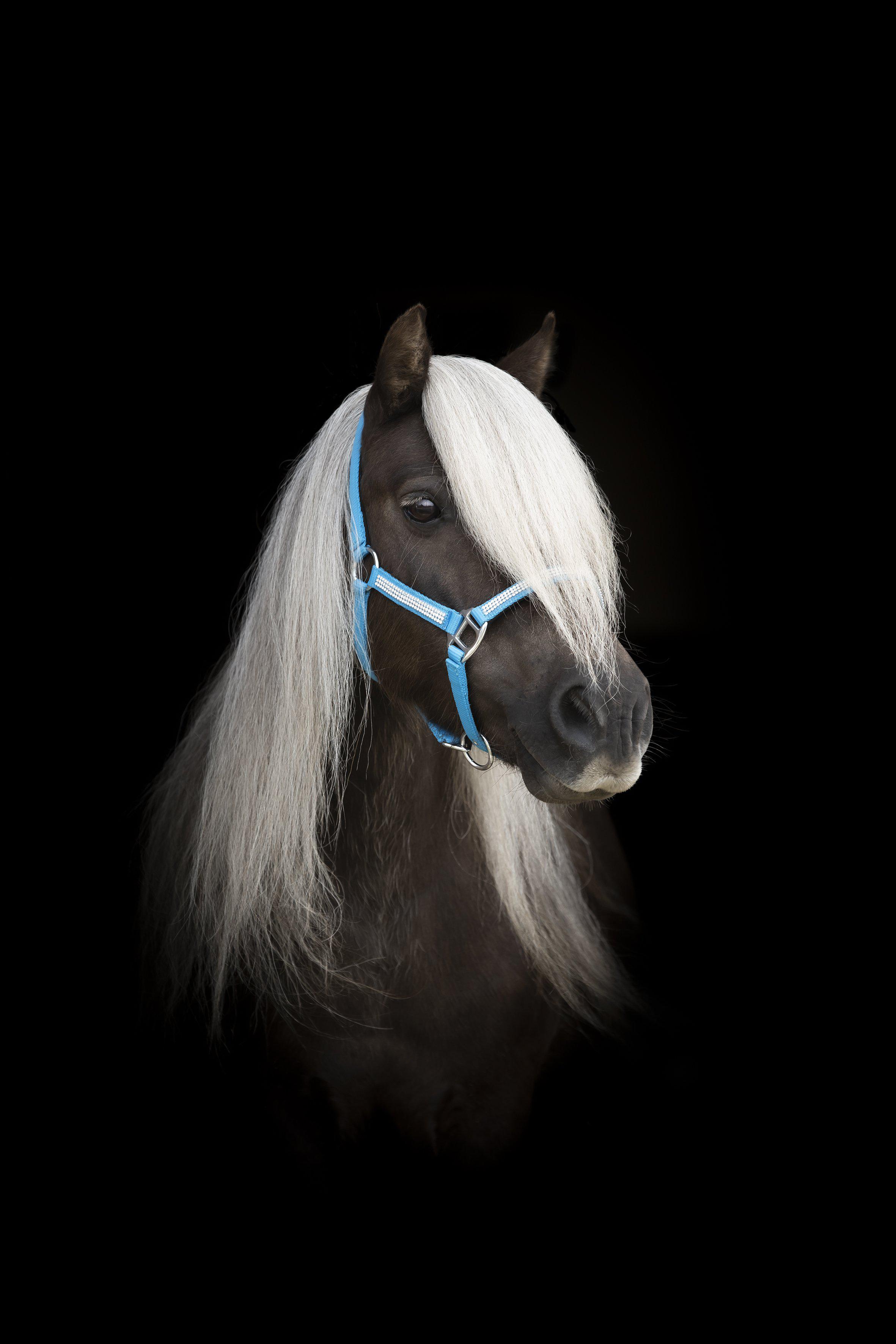 Protector Sparkle Shetland Grimma - Turkos, Mini Shetland