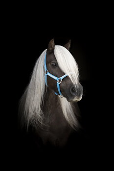 Protector Sparkle Shetland Grimma - Turkos, Mini Shetland