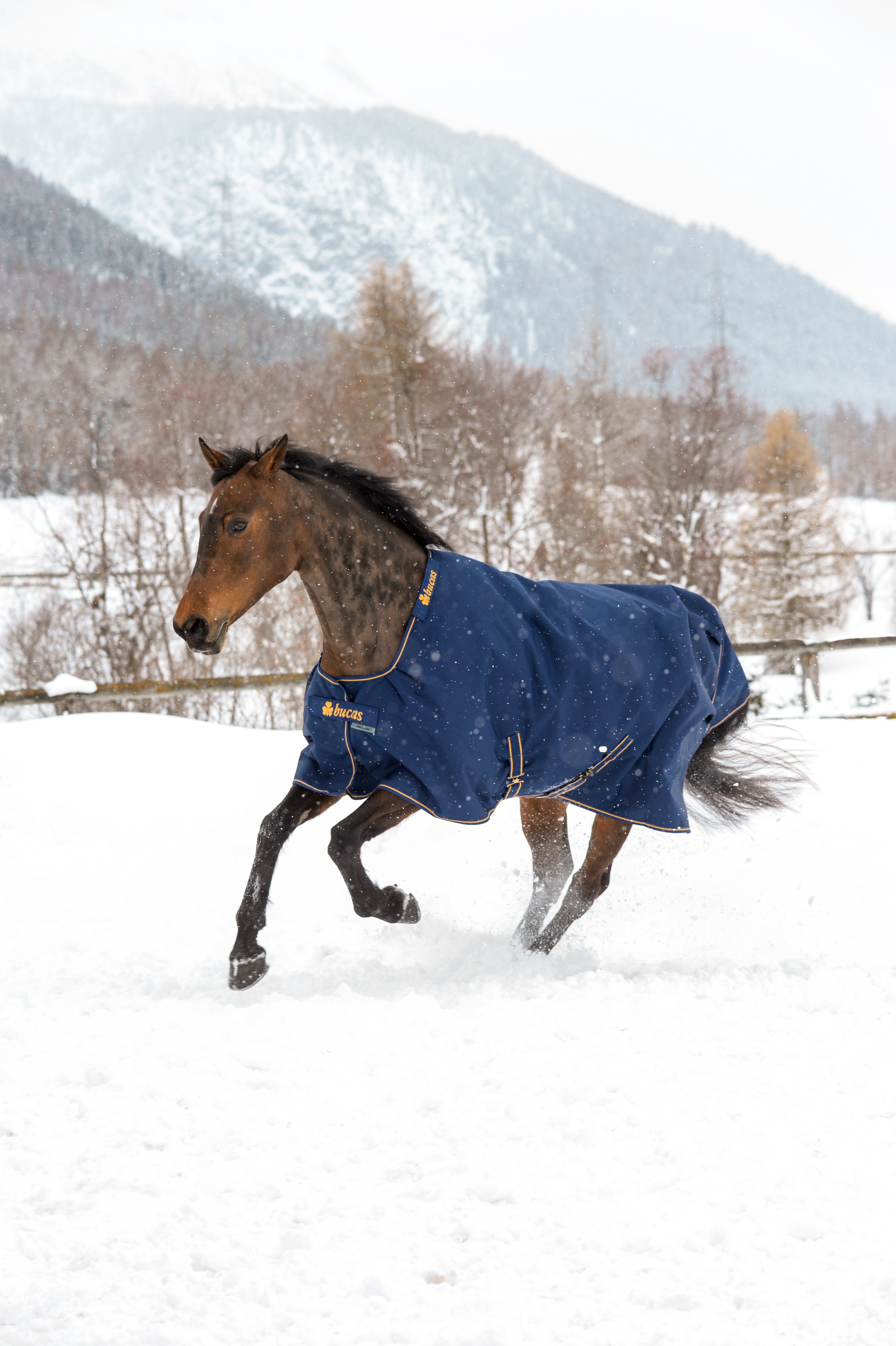 Bucas Irish Turnout 300g Horse Rug - Navy/Gold