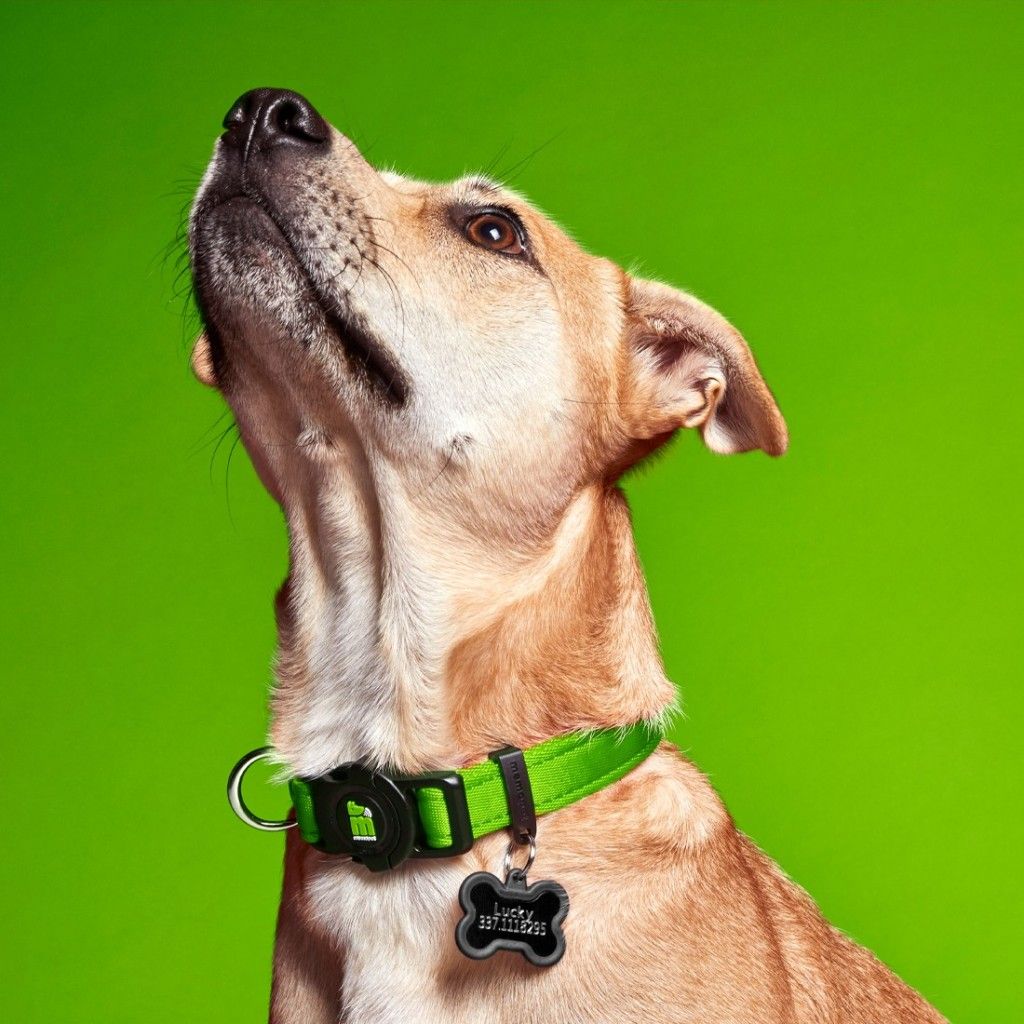 My Family Memopet Hundhalsband - Grön , XS - endast detta ex - 2