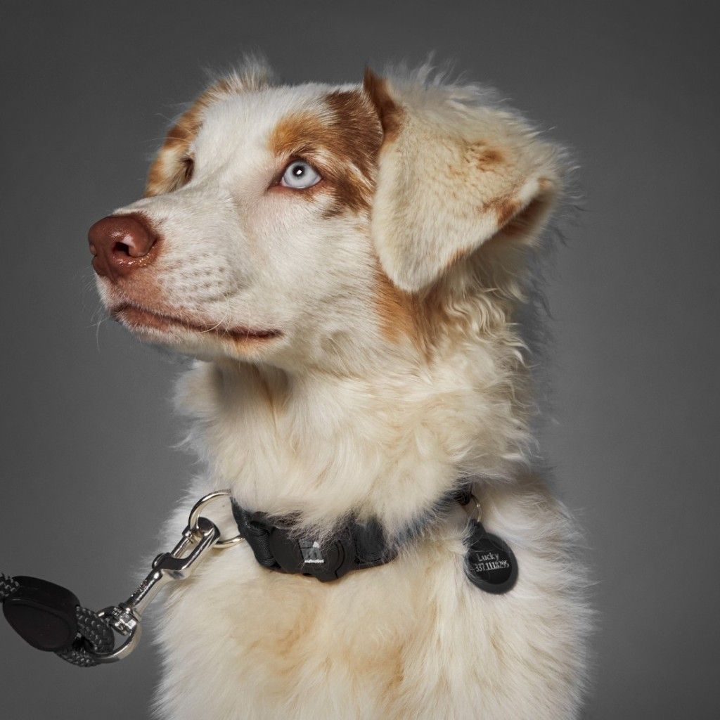 My Family Memopet Dog  Collar - Black , 26-37cm - only this copy - 4