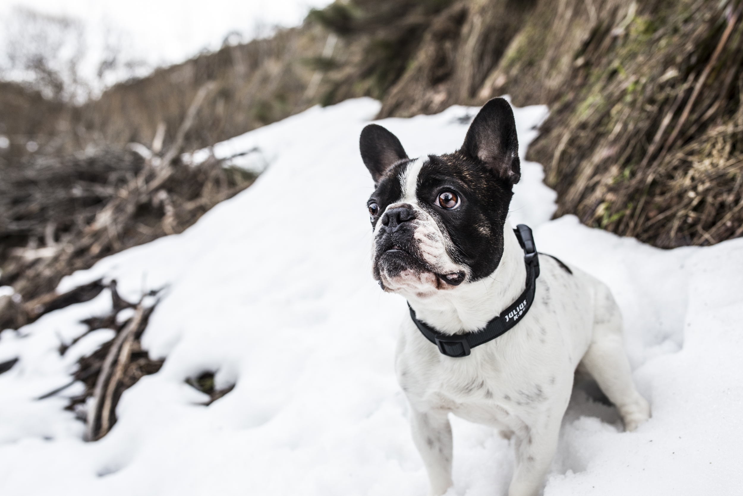 Julius-K9 Color & Gray Hundehalsband 25 mm - 11