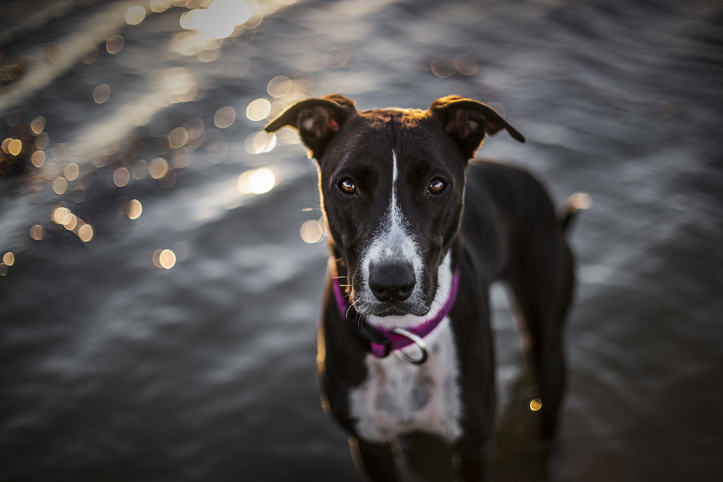 Julius-K9 Color & Gray Hundehalsband 25 mm - 6