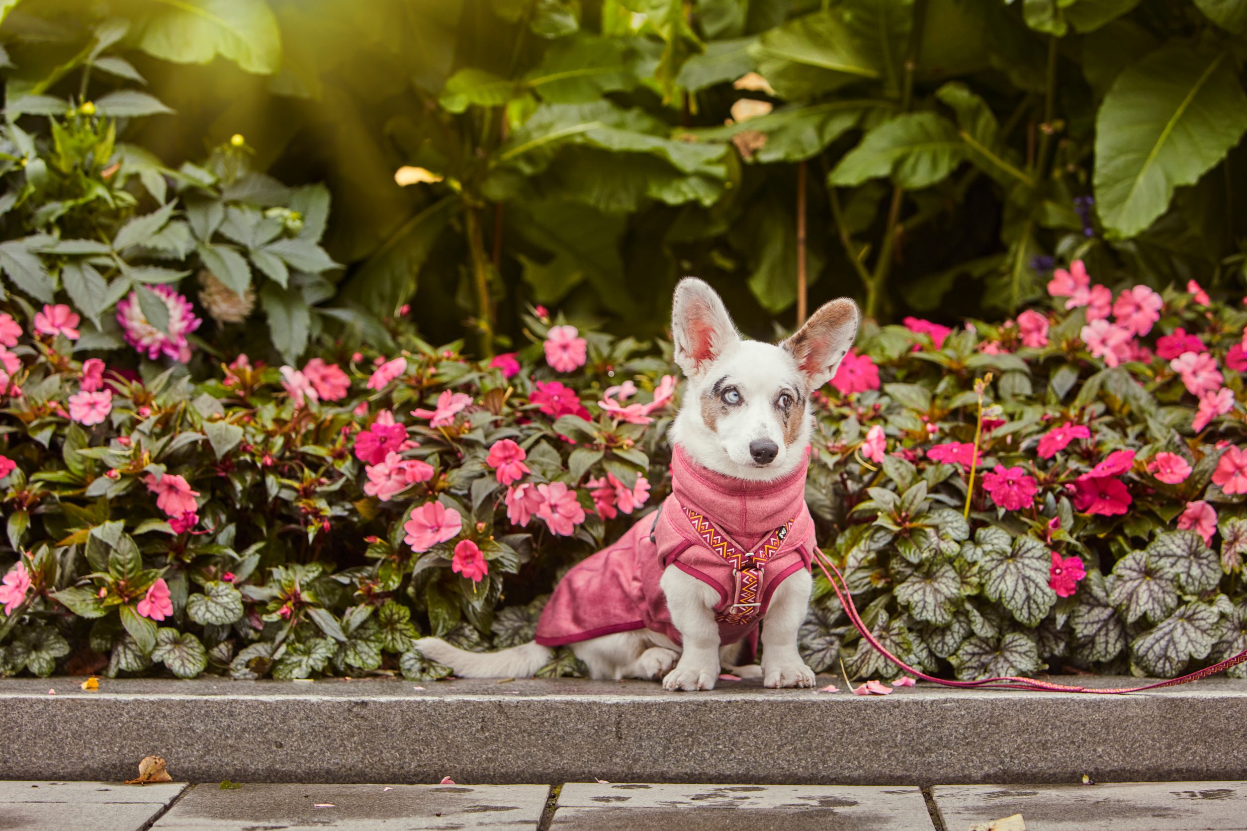 Hurtta Razzle-Dazzle Midlayer Reversible Dog Jacket Beetroot - Pink, 50 - 6