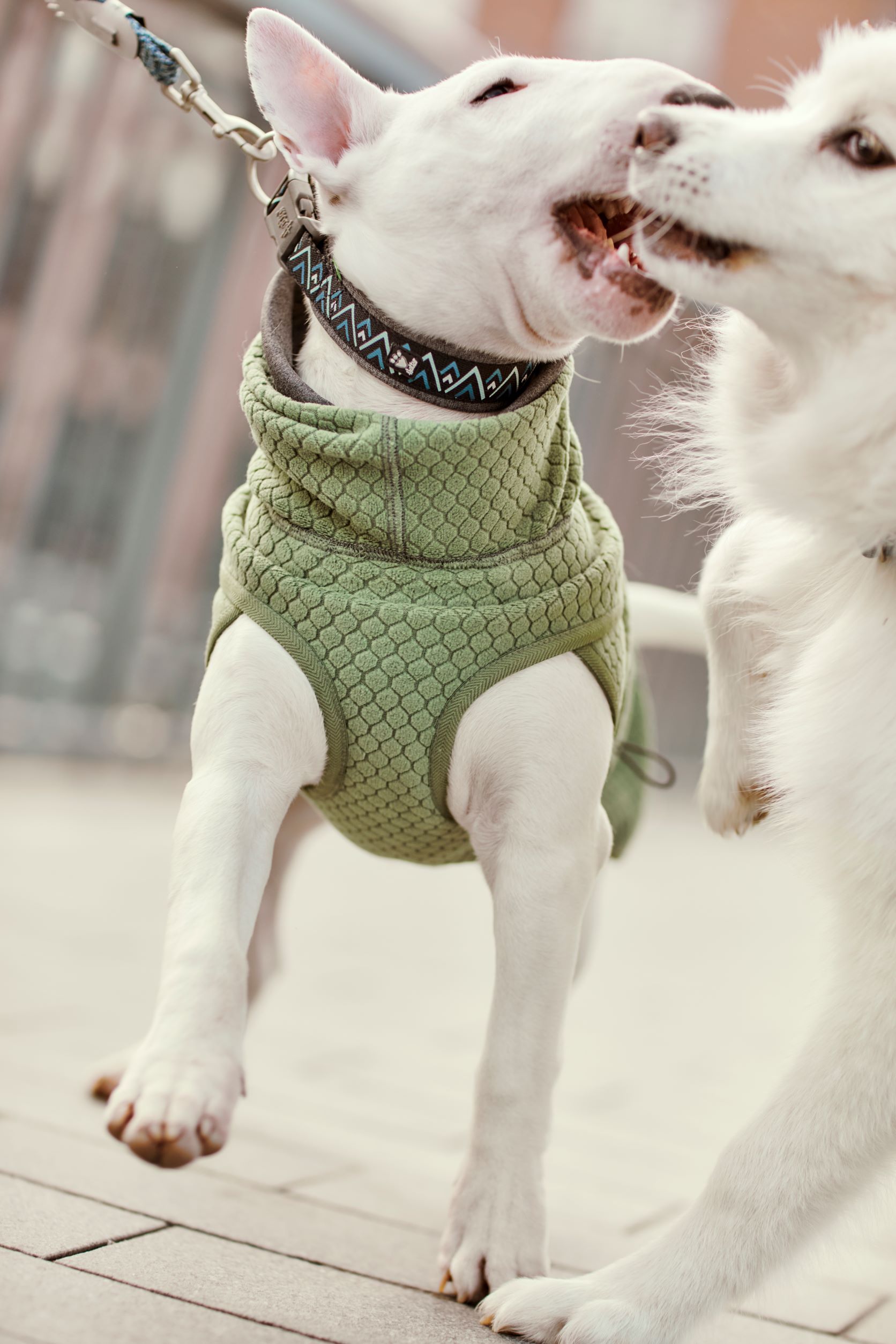 Hurtta Razzle-Dazzle Midlayer Vändbar Hundjacka Blackberry - Grå/Grön, 55 - 12