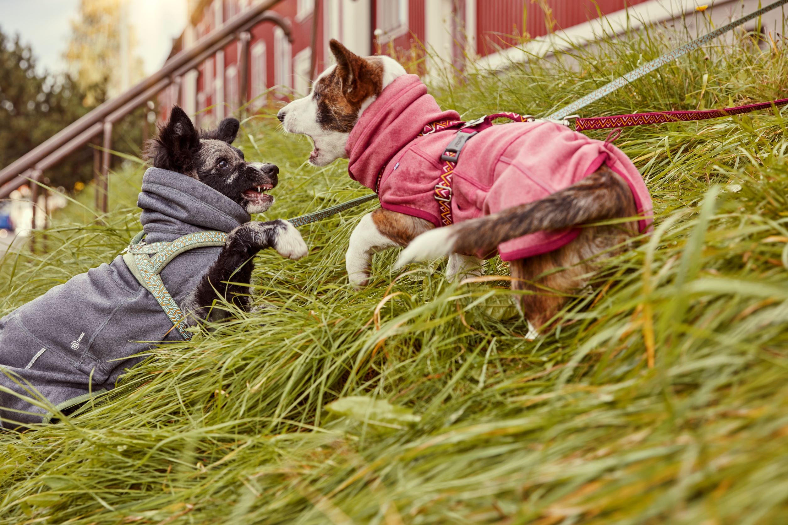 Hurtta Razzle-Dazzle Midlayer Vändbar Hundjacka Blackberry - Grå/Grön, 55 - 2