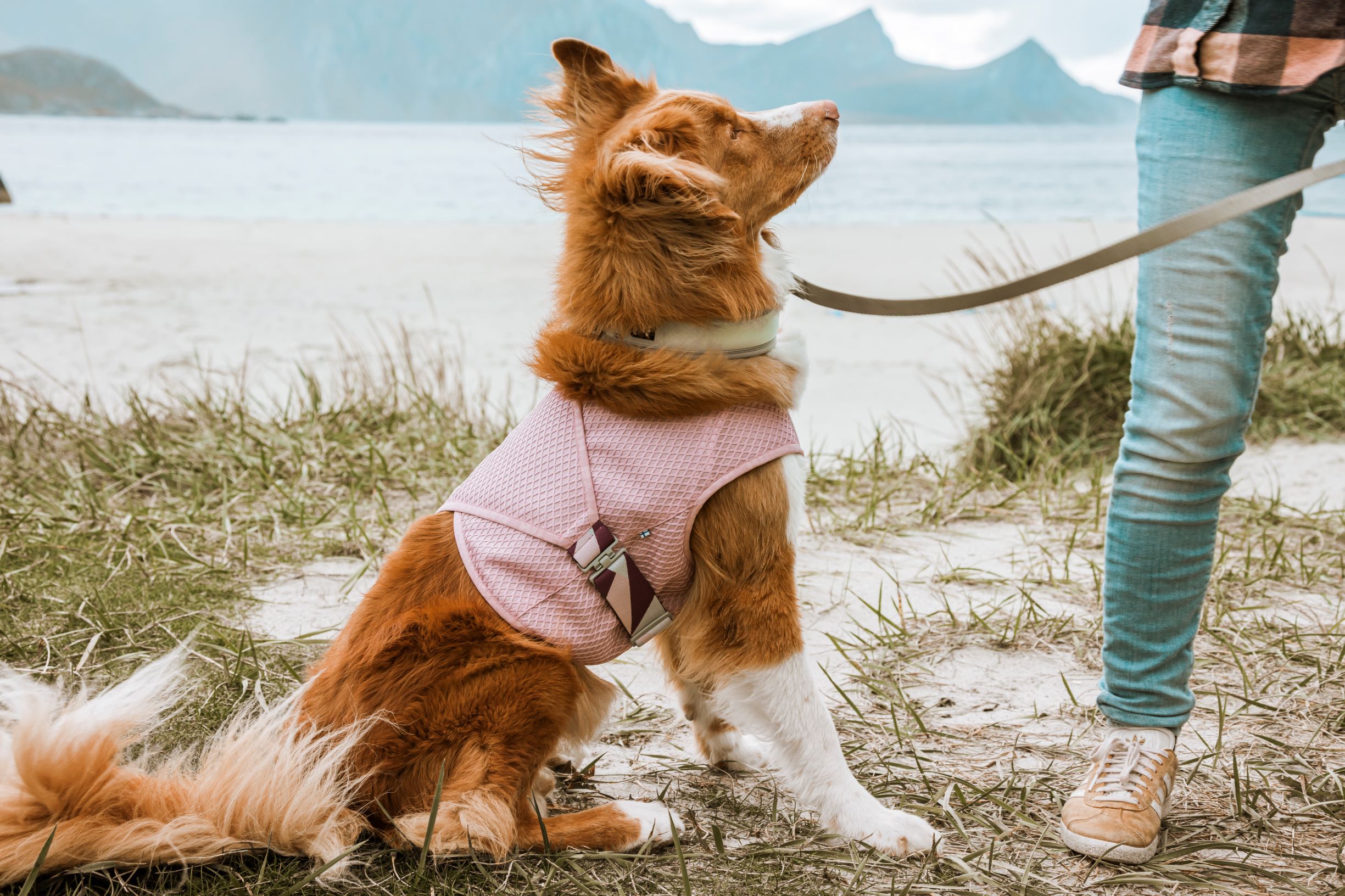 Hurtta Cooling Wrap/ Viilennysliivi - Carnation Pink, 75-85 - 2
