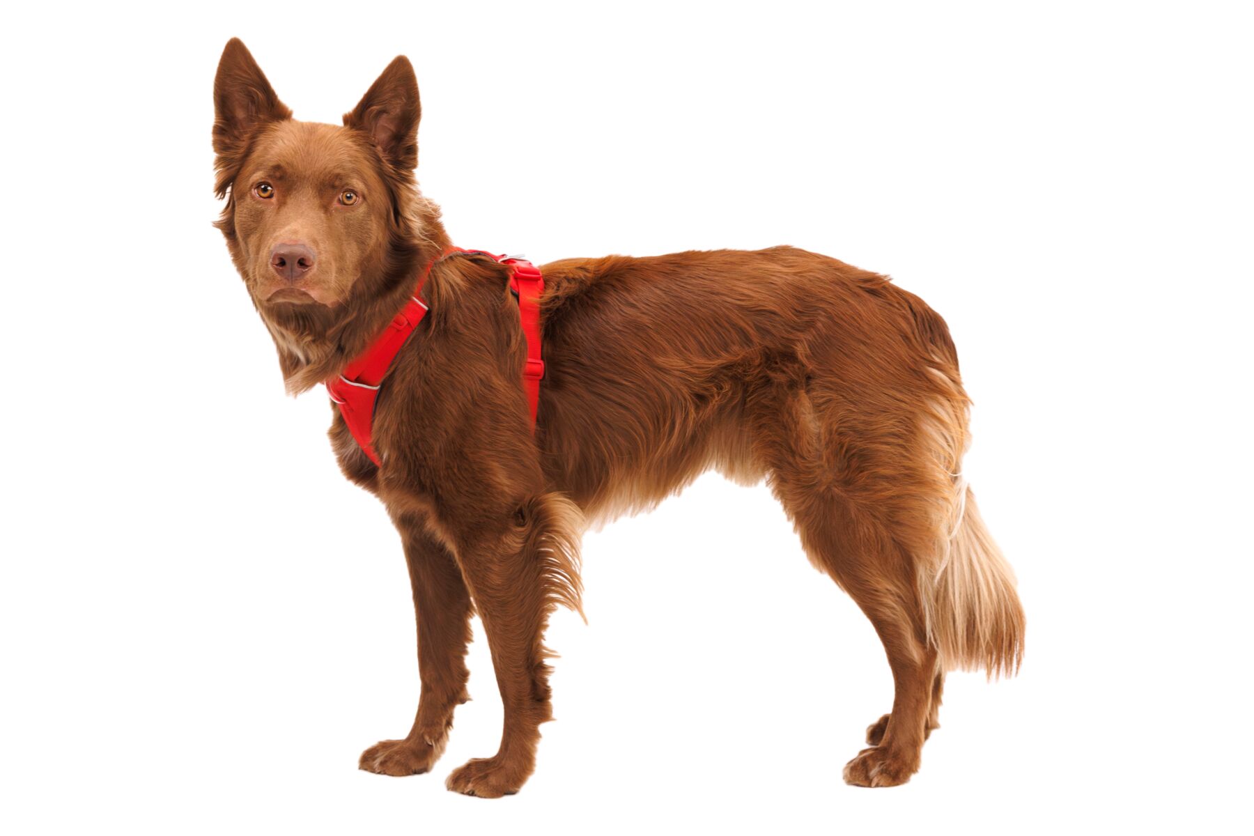 Ruffwear Front Range® Harness - Red Canyon