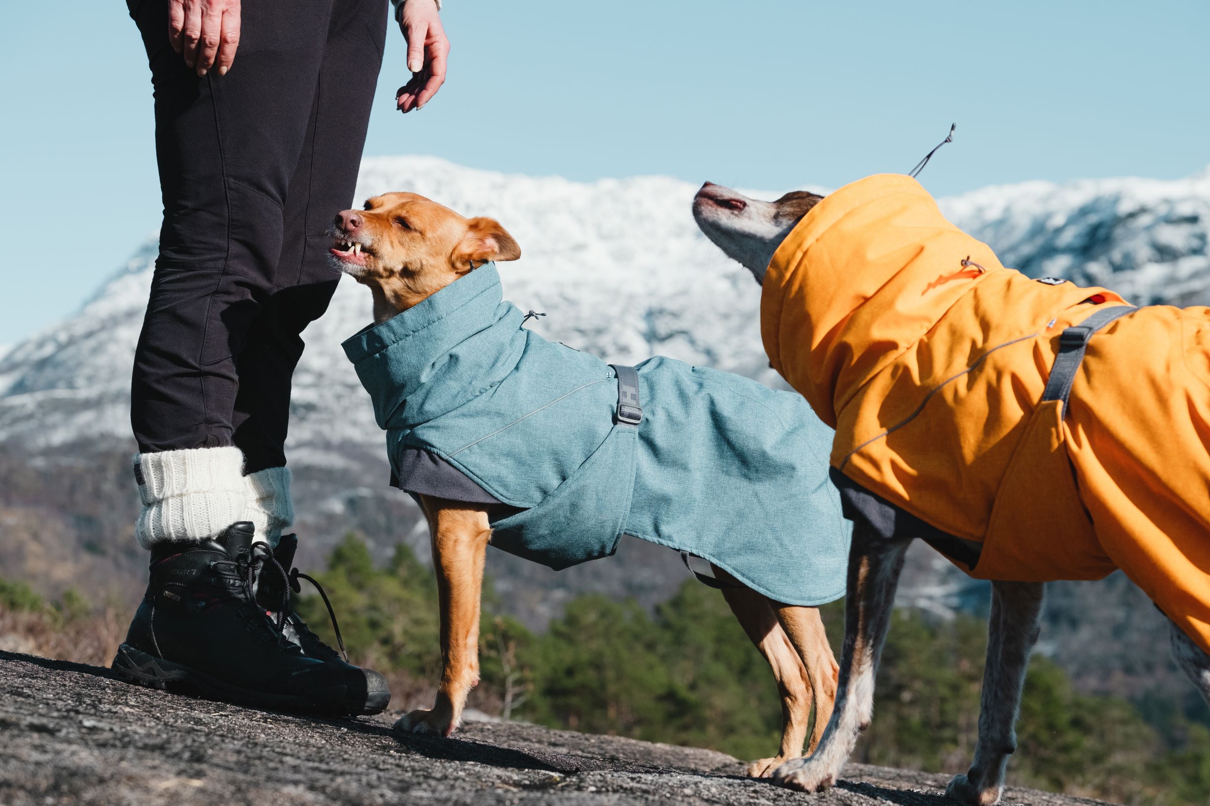 Hurtta Expedition Parka - Bucktorn (Orange), 20 - 3