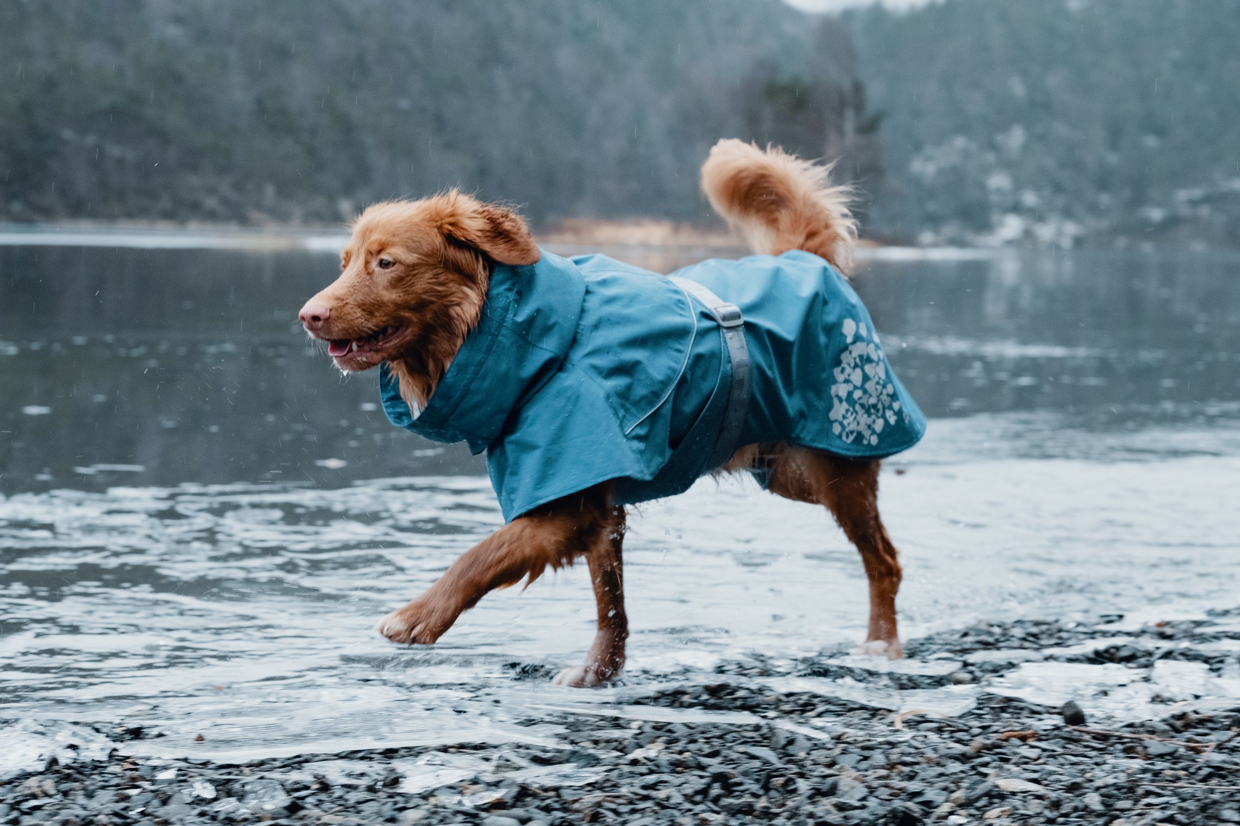 Hurtta Monsoon Coat ‑sadetakki – mustikka, 45 - 2