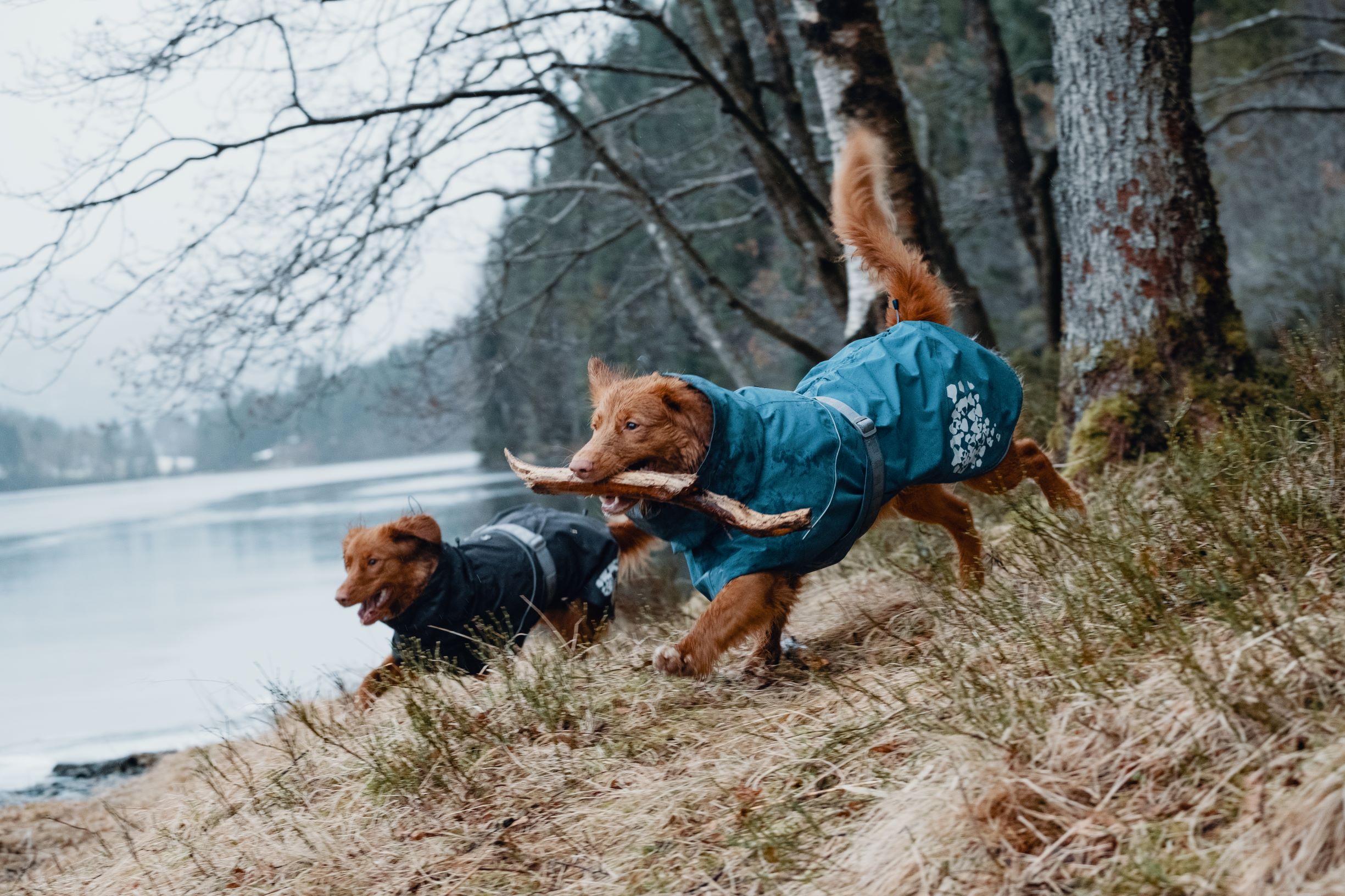 Hurtta Monsoon Coat ‑sadetakki – mustikka, 40 - 11