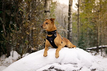 Hurtta Weekend warrior harness - Black, 100-120