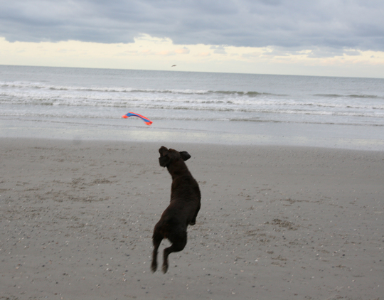 Chuckit! Flying Squirrel - M - 3