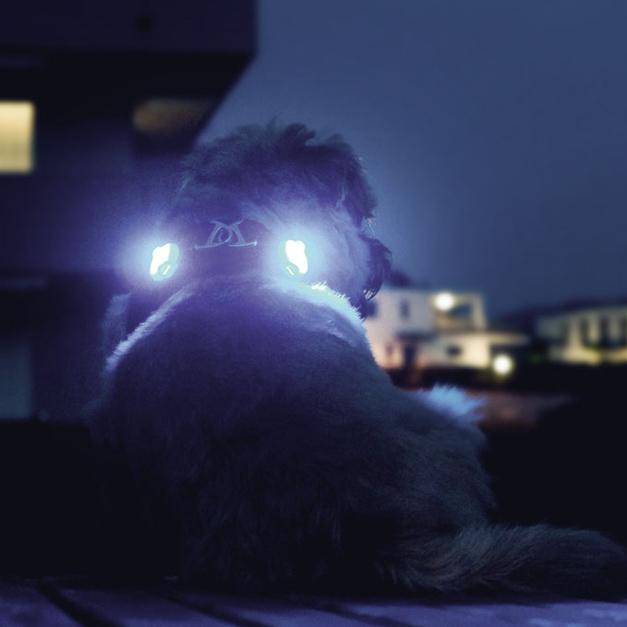 Curli Luumi LED-lamp for dog collar/leash 2-pack, White - 3