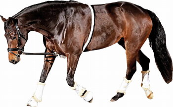 HorseGuard Soft Lunging Aid - Beige, PONY/COB