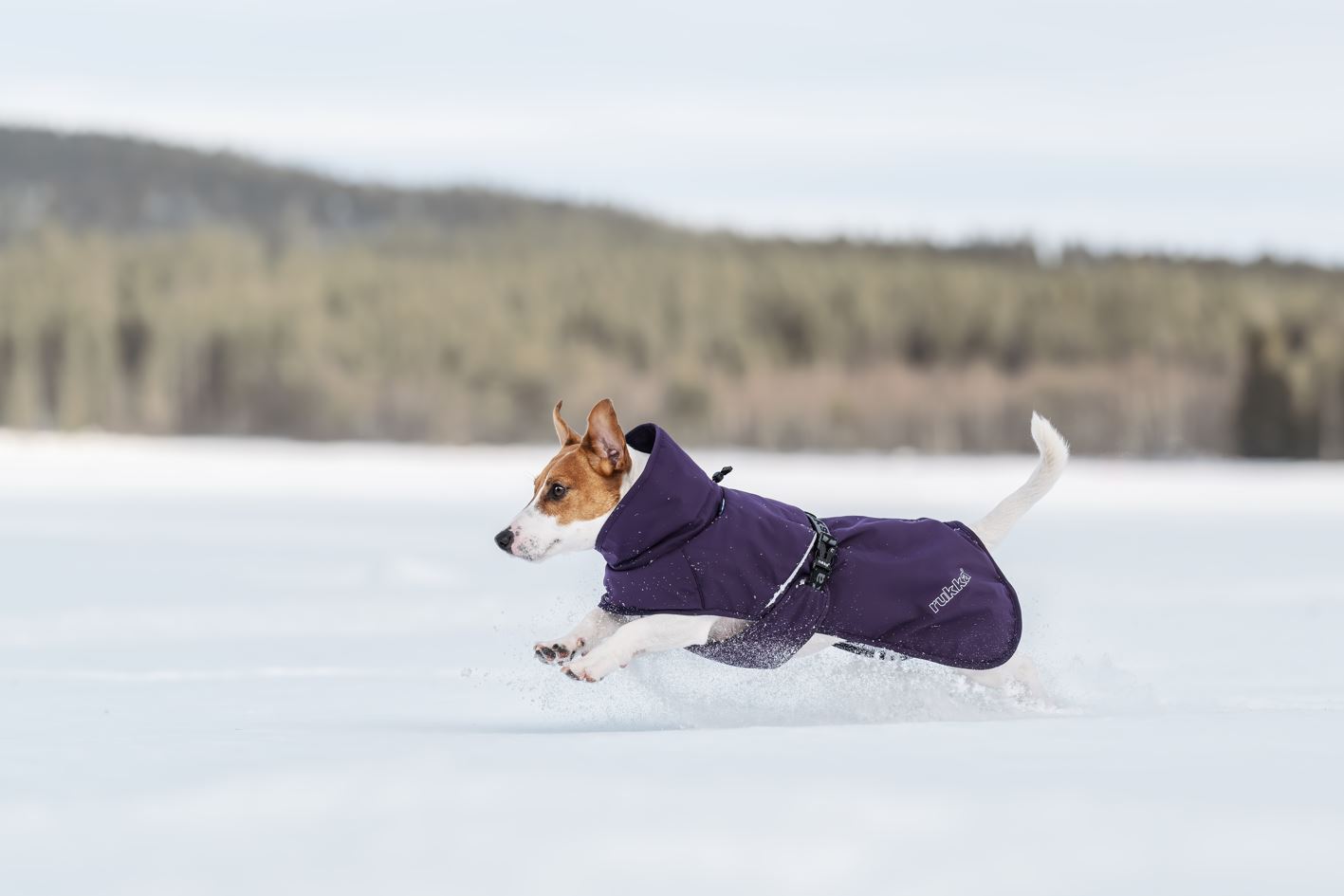 Rukka Pets Trust Foil Coat Hundtäcke - Blackberry