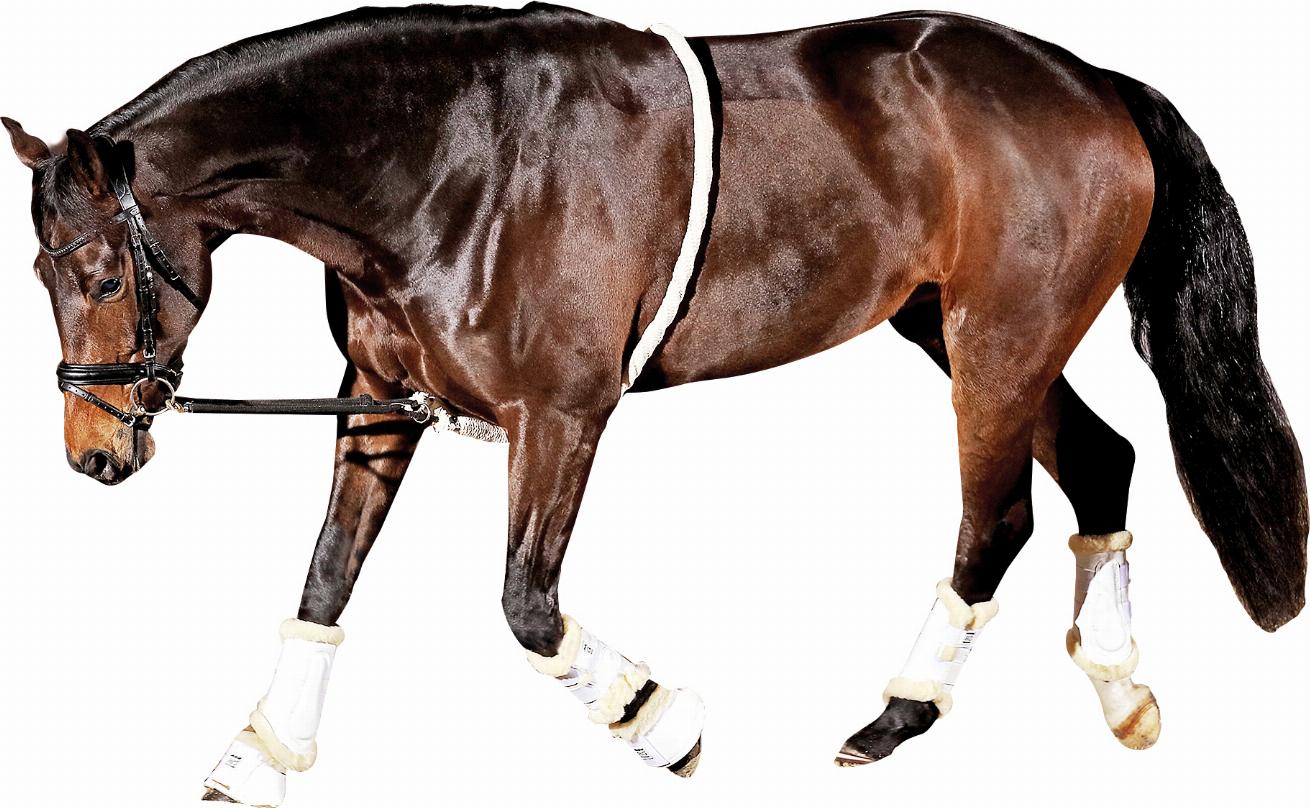 HorseGuard Soft Lunging Aid - Beige, FULL