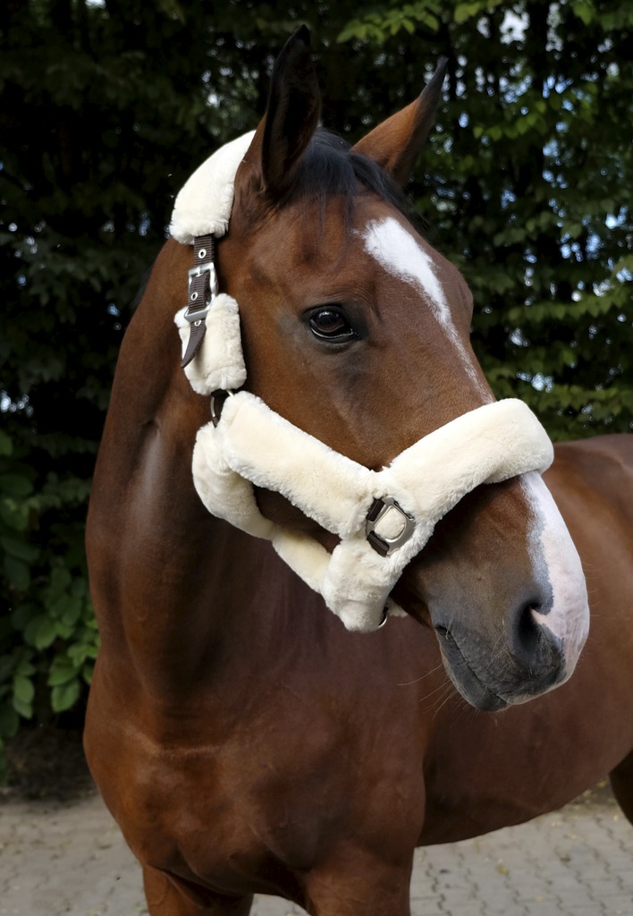 EQUITHEME 'Teddy' Riimu Chocolate/Ecru - 2