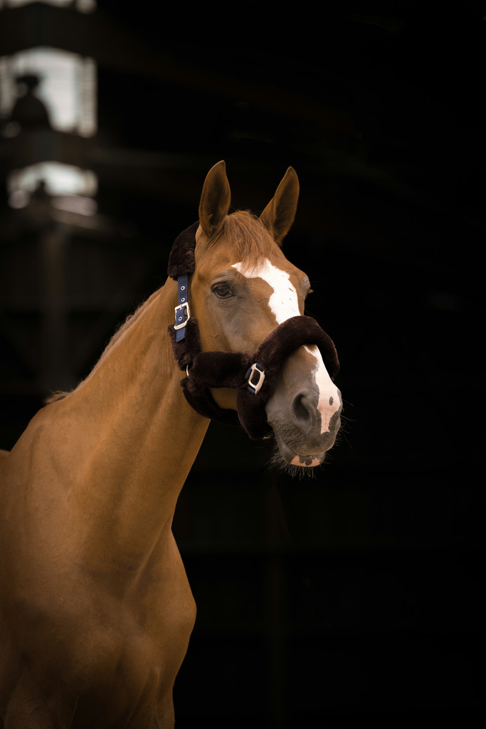 EQUITHEME 'Teddy' Grimma Navy/Brun - Full size