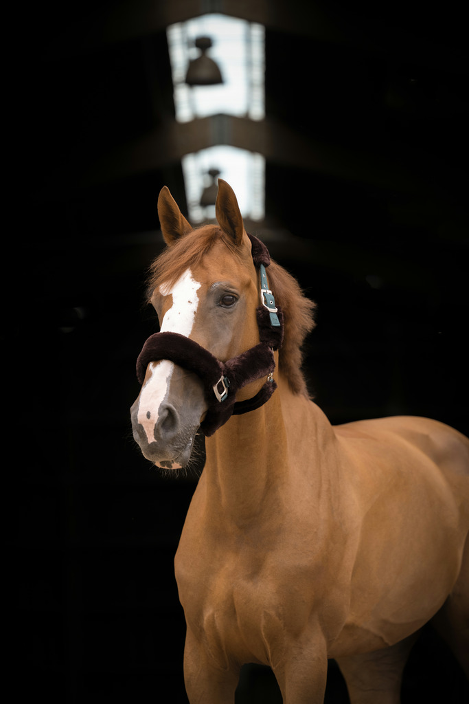 EQUITHEME 'Teddy' Grimma Grön/Brun - Full size