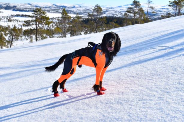 Non-Stop Dogwear Protector Snow - Full Body Cover Winter -  For male dogs, 48cm - only this copy - 2