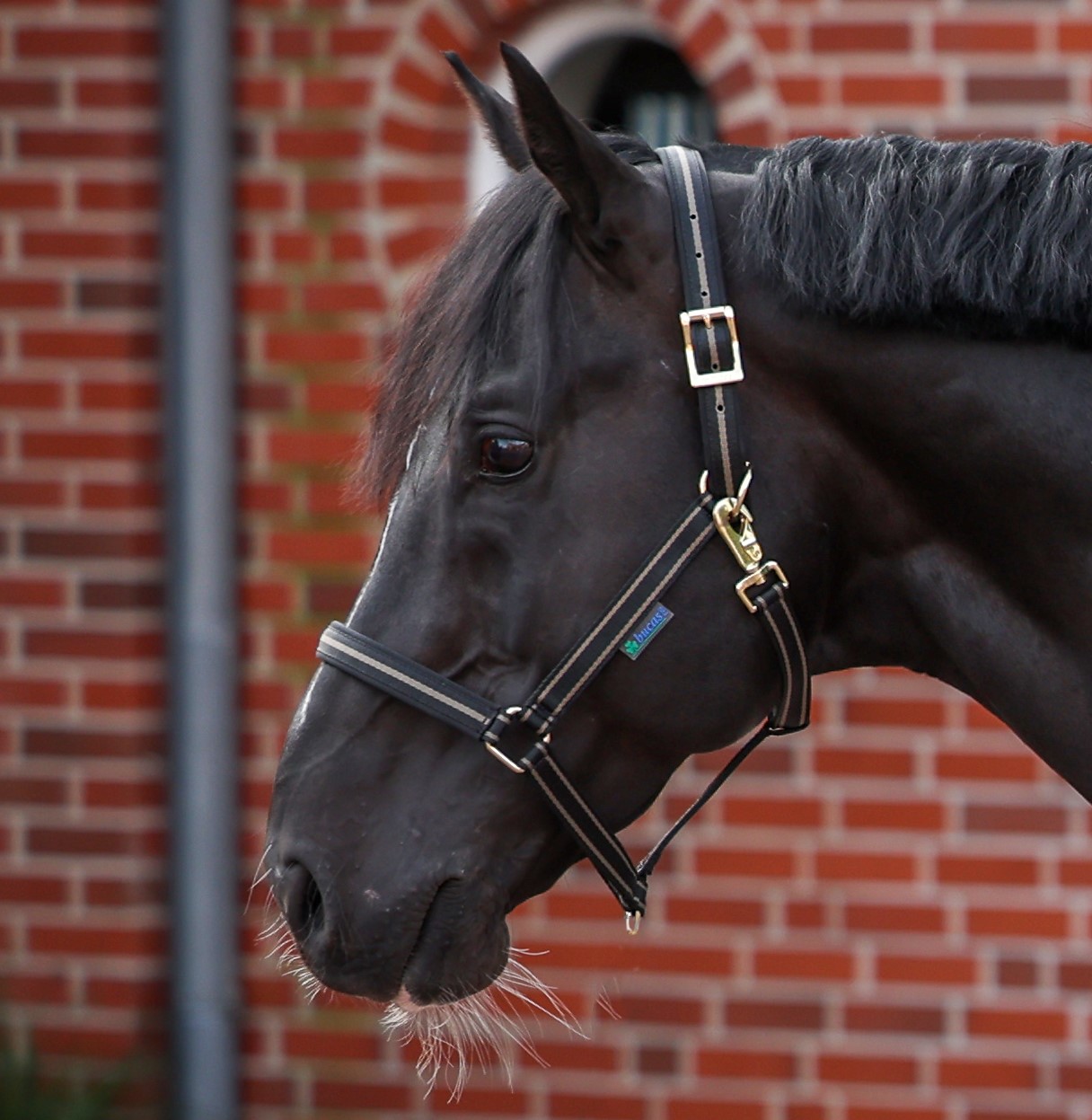 Bucas Dublin Grimma - Svart/Taupe (Ponny)