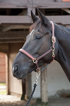 Horse Guard lädergrimma - Brun, Föl
