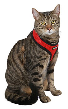 Kerbl Active Cat Harness with Leash - Red