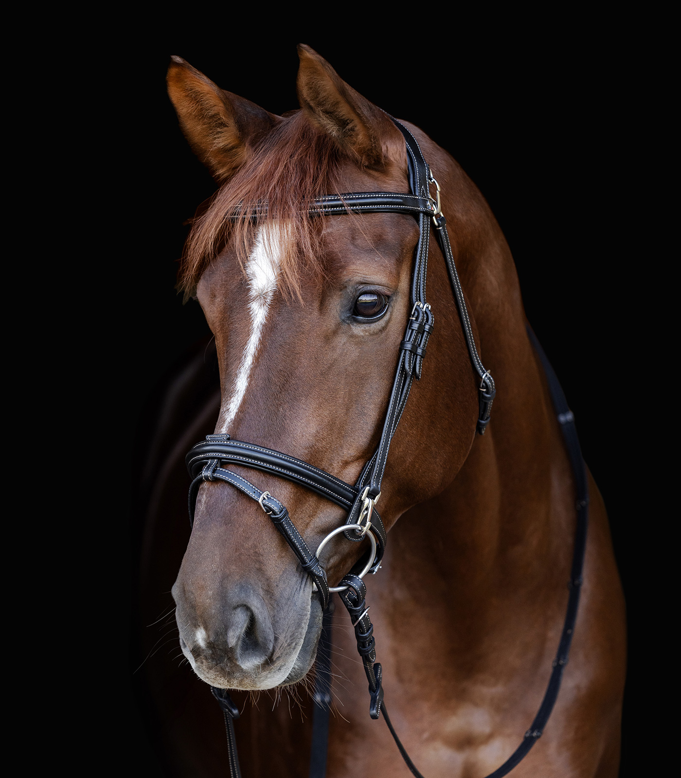 Waldhausen X-Line bridle Work - Black - 3