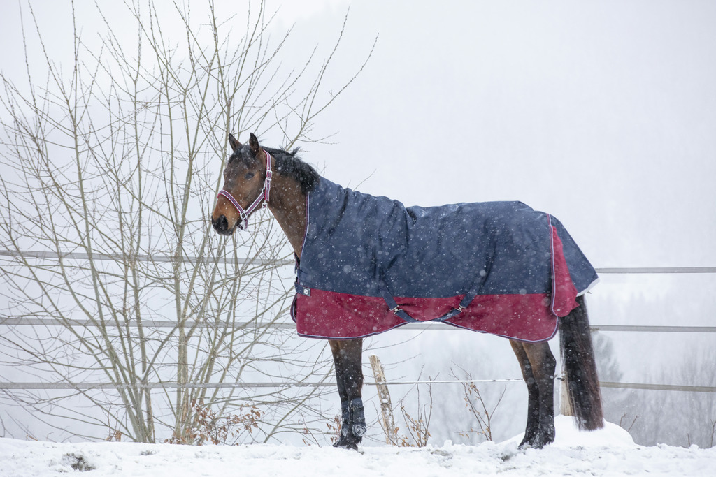EQUITHEME 'TYREX 1200 D' Turnout Loimi Korkealla Kaulalla Navy/Burgundy 300 g - 2