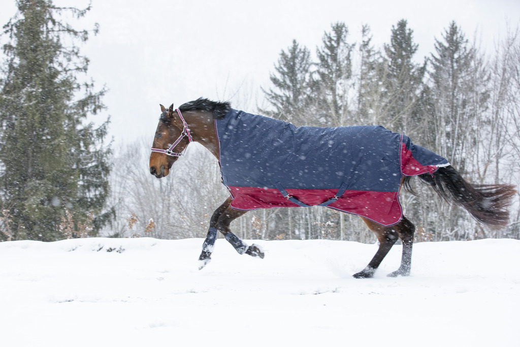 EQUITHEME 'TYREX 1200 D' Turnout Loimi Korkealla Kaulalla Navy/Burgundy 300 g