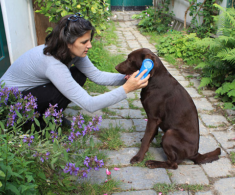 Magic Brush – Ocean Blue Dog - 3