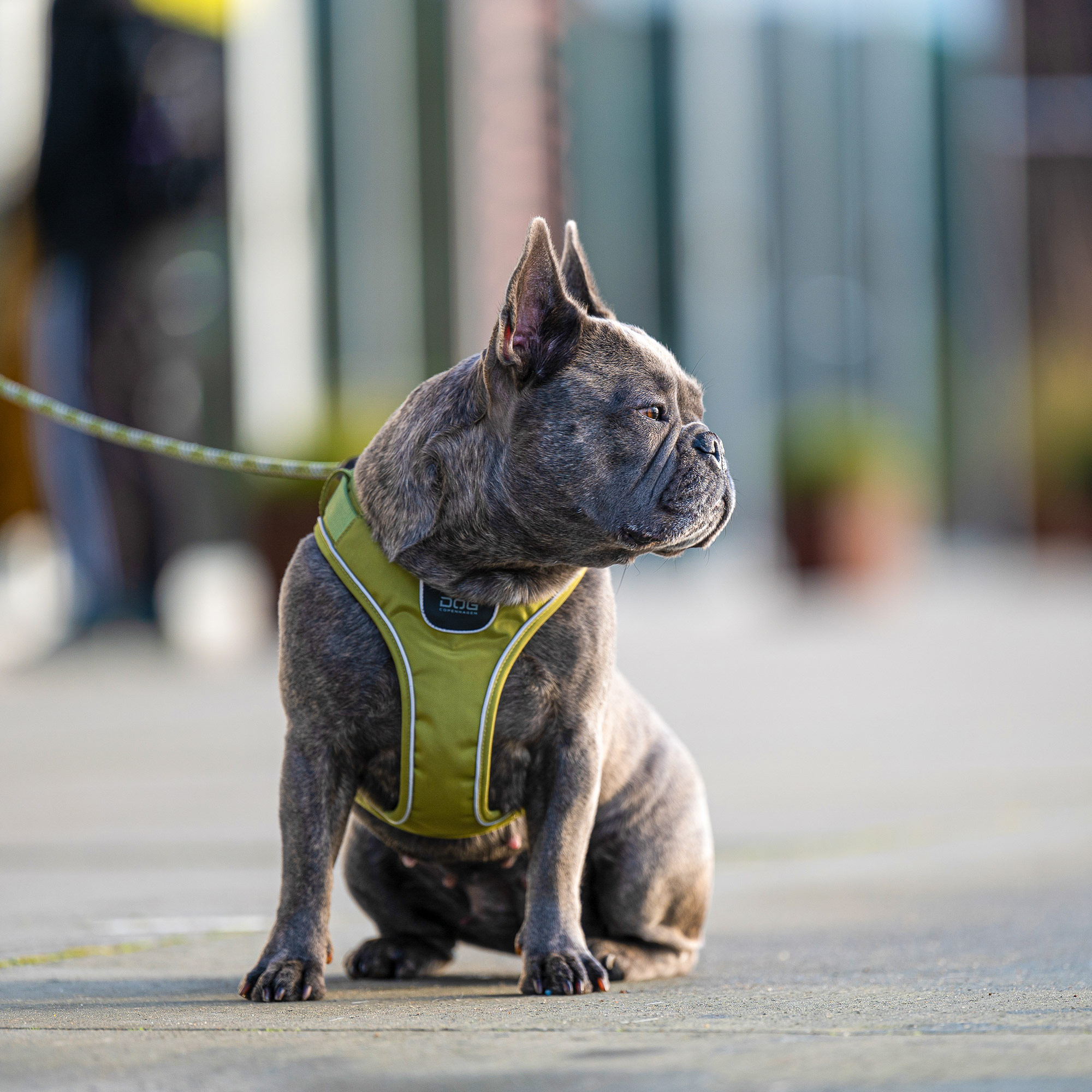 Dog Copenhagen Comfort Walk Go Sele - Hunting Green 