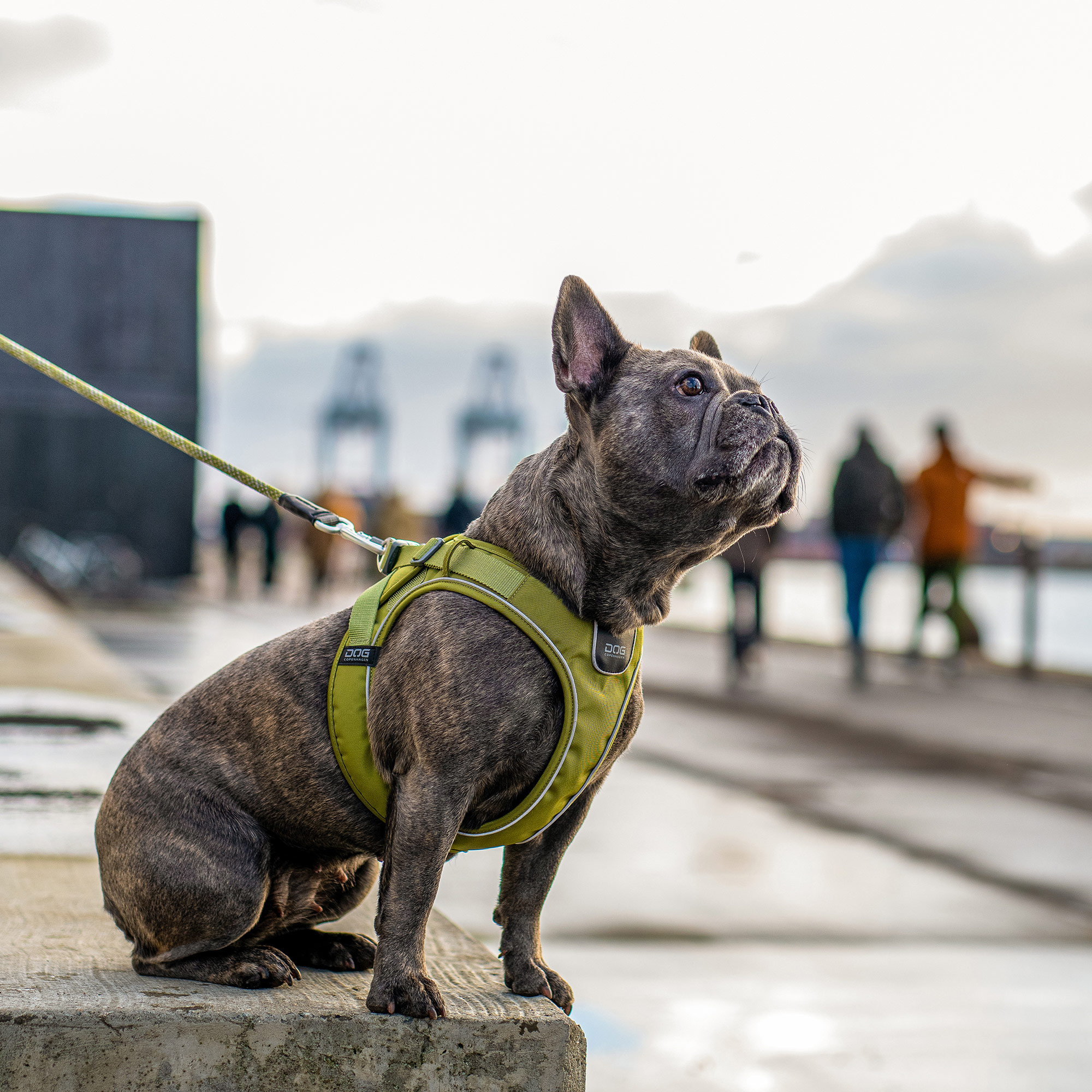 Dog Copenhagen Comfort Walk Go Sele - Hunting Green 