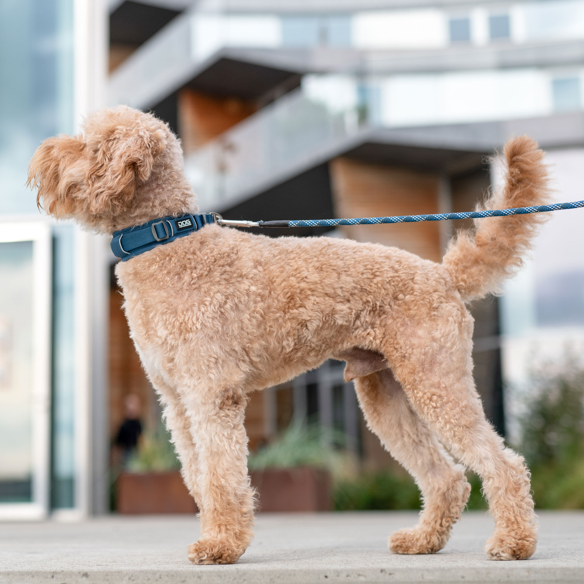 Dog Copenhagen Urban Explorer Halsband - Mocca
