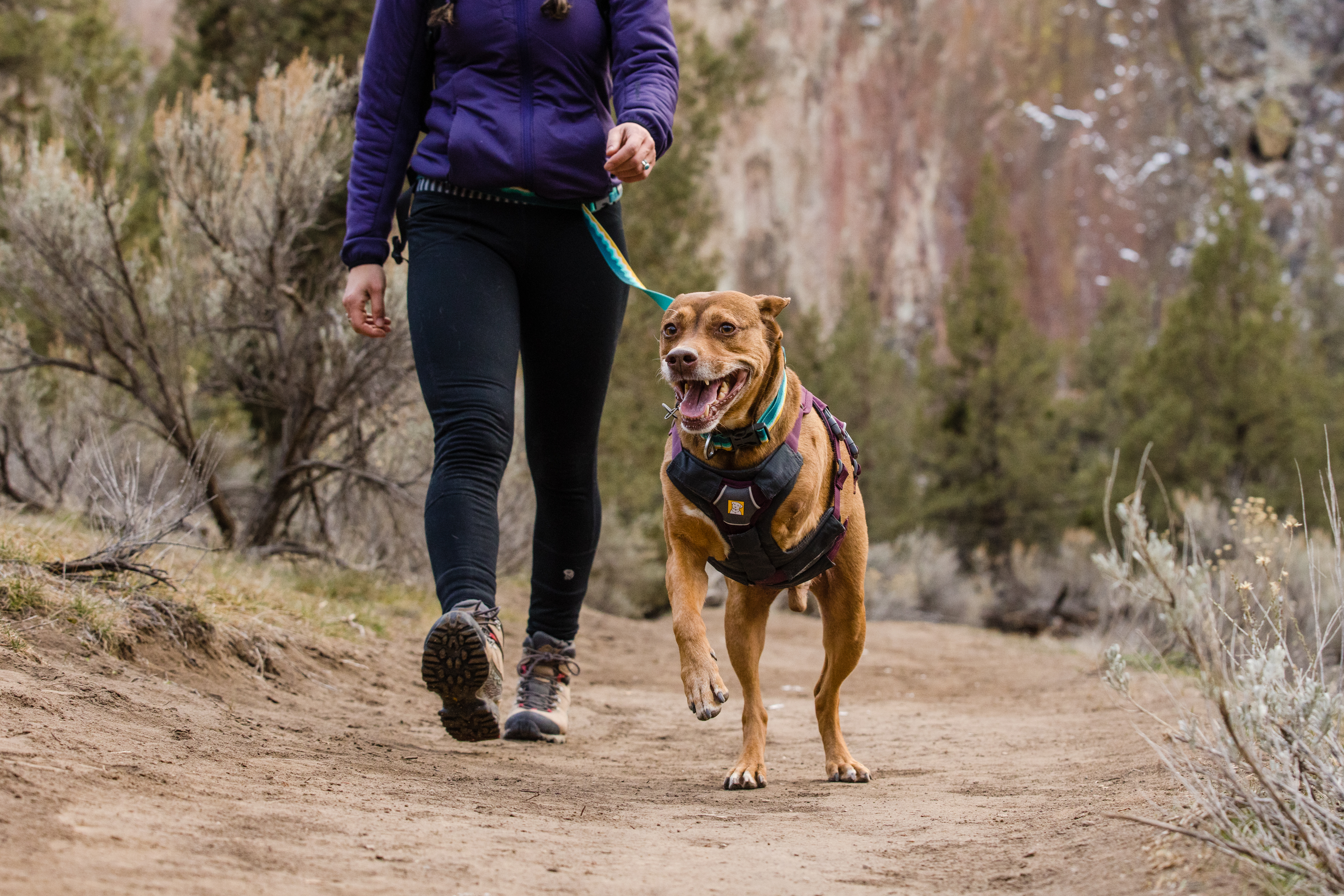 Ruffwear Web Master Valjaat - Purple Rain, XXS - vain tämä kappale - 17