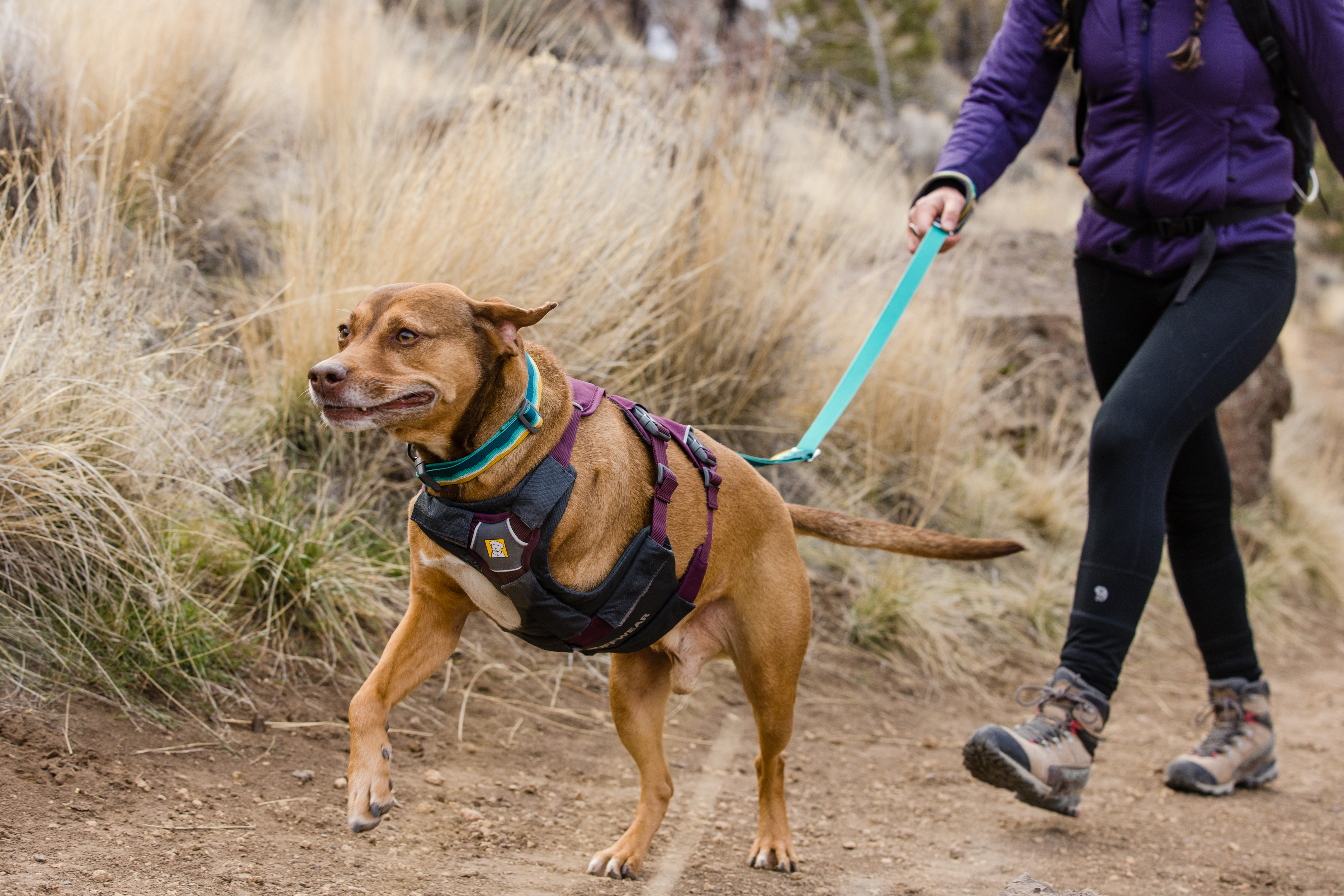 Ruffwear Web Master Valjaat - Purple Rain, XXS - vain tämä kappale - 16