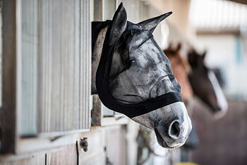 Korvallinen kärpäshuppu Horse Guard – Musta