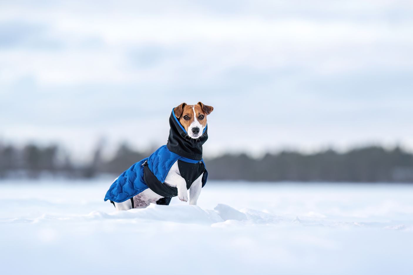 Rukka Pets Discovery 3In1 Coat Hundtäcke - Blå