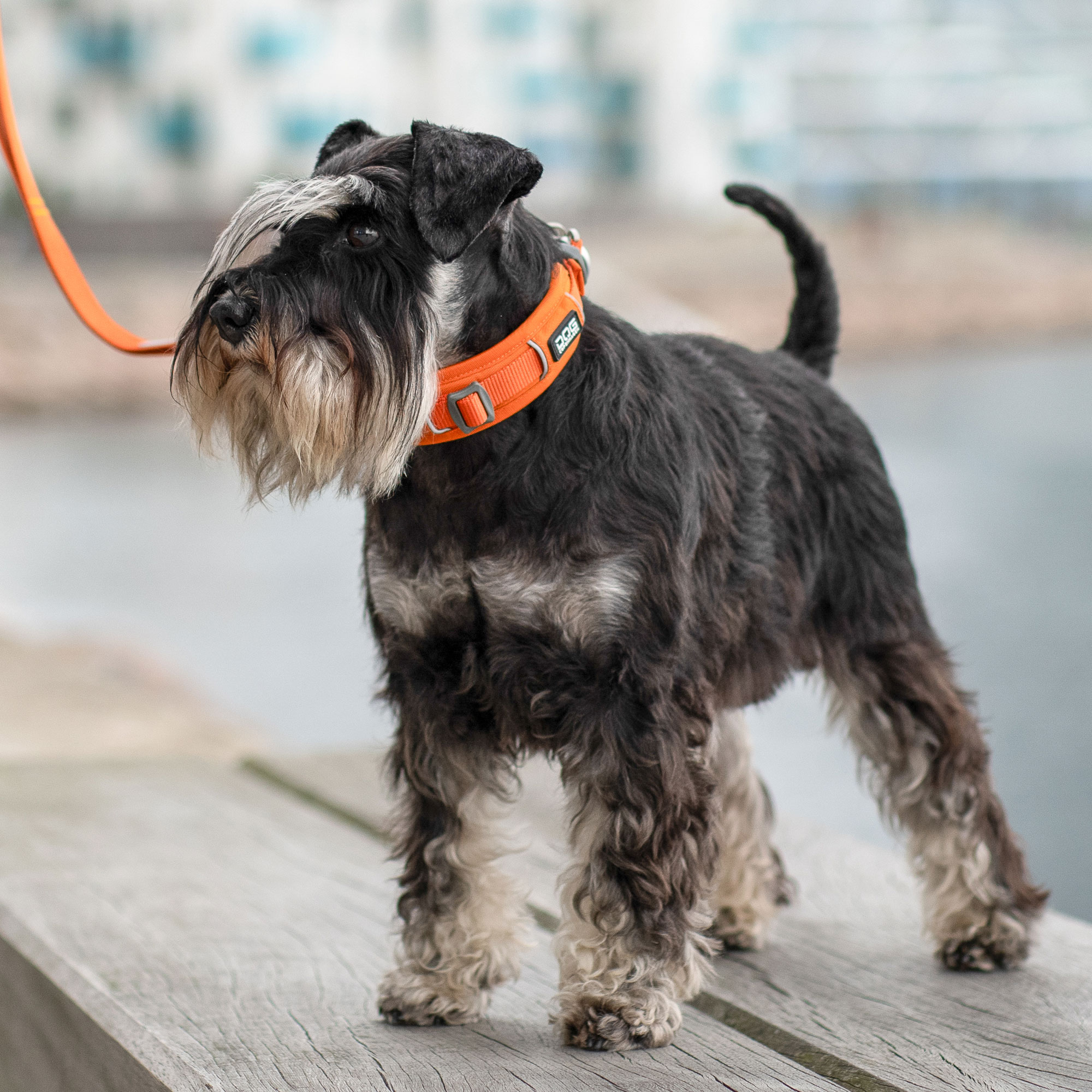Dog Copenhagen Urban Explorer Collar - Orange Sun