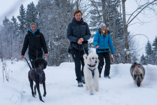 Non-stop Dogwear Line Valjaat - Oranssi - 6