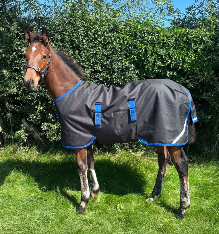 Horseware Amigo Ripstop 900D Föl Utetäcke 50g Svart/Klassisk Blå (4'6 - 90 cm)