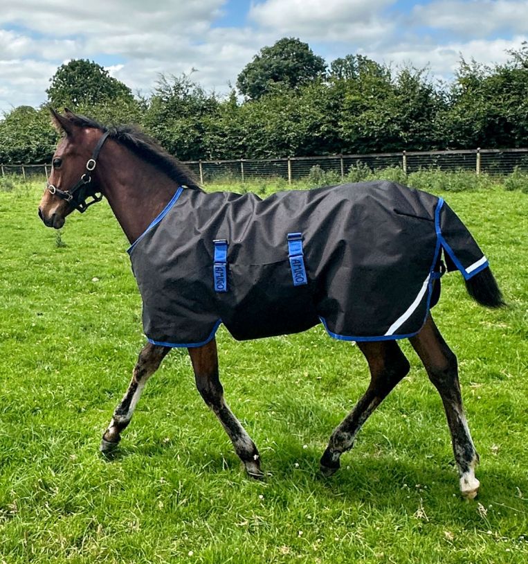Horseware Amigo Ripstop 900D Foal Turnout 50g Black/Classic Blue - 5