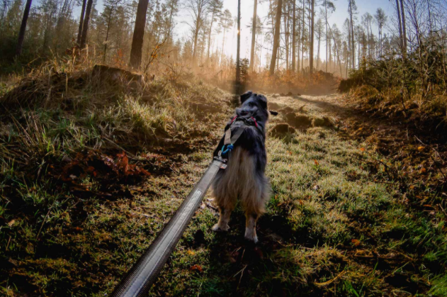 Non-stop Dogwear Touring Bungee Leash - 2 m / 2,8 m  / 3,8 m - 4